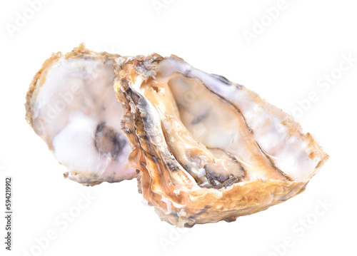 Oyster shell isolated on white