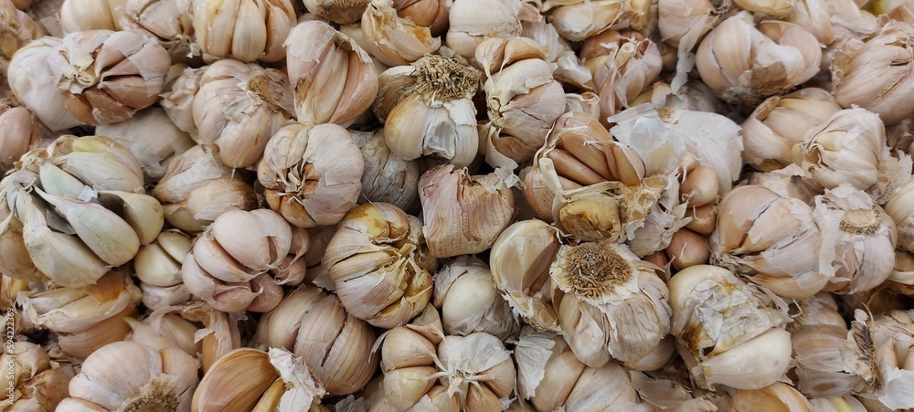 Garlic are popular ingredients in cooking. Garlic is widely used around the world for its pungent flavor as a seasoning or condiment.