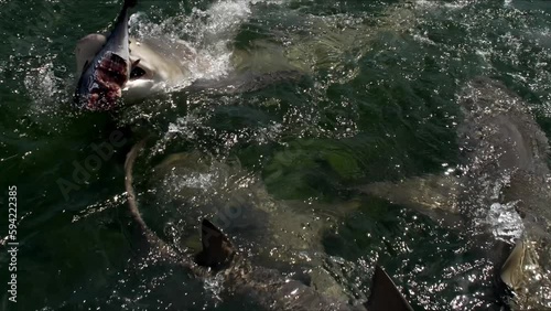 Voracious sharks jump out of water to grab torn fish tail in water