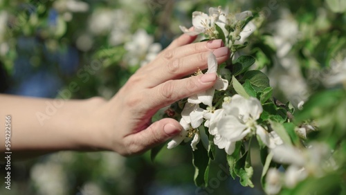 Hand beautifully touches flowers of apple tree on branches. Cinematic shot of white spring flowers in garden by female hand. Girls hand gently touches beautiful white flowers. Spring nature, bloom