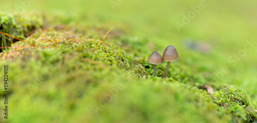 苔の上に生えた小さなキノコ