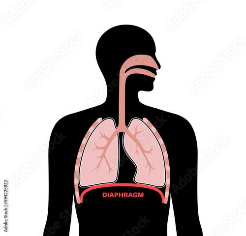Diaphragm anatomical poster