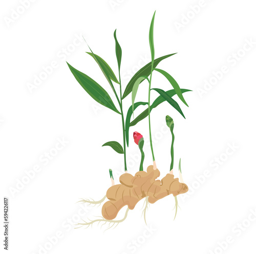 Whole ginger plant vector set. Ginger flat vector in cartoon style. Growing ginger with root, leaf, flower, sprouts.