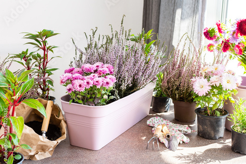 Fototapeta Naklejka Na Ścianę i Meble -  Planting autumn flowers in pots, decorating a balcony or terrace in autumn, heather and chrysanthemums, rosemary and pepper, impatiens