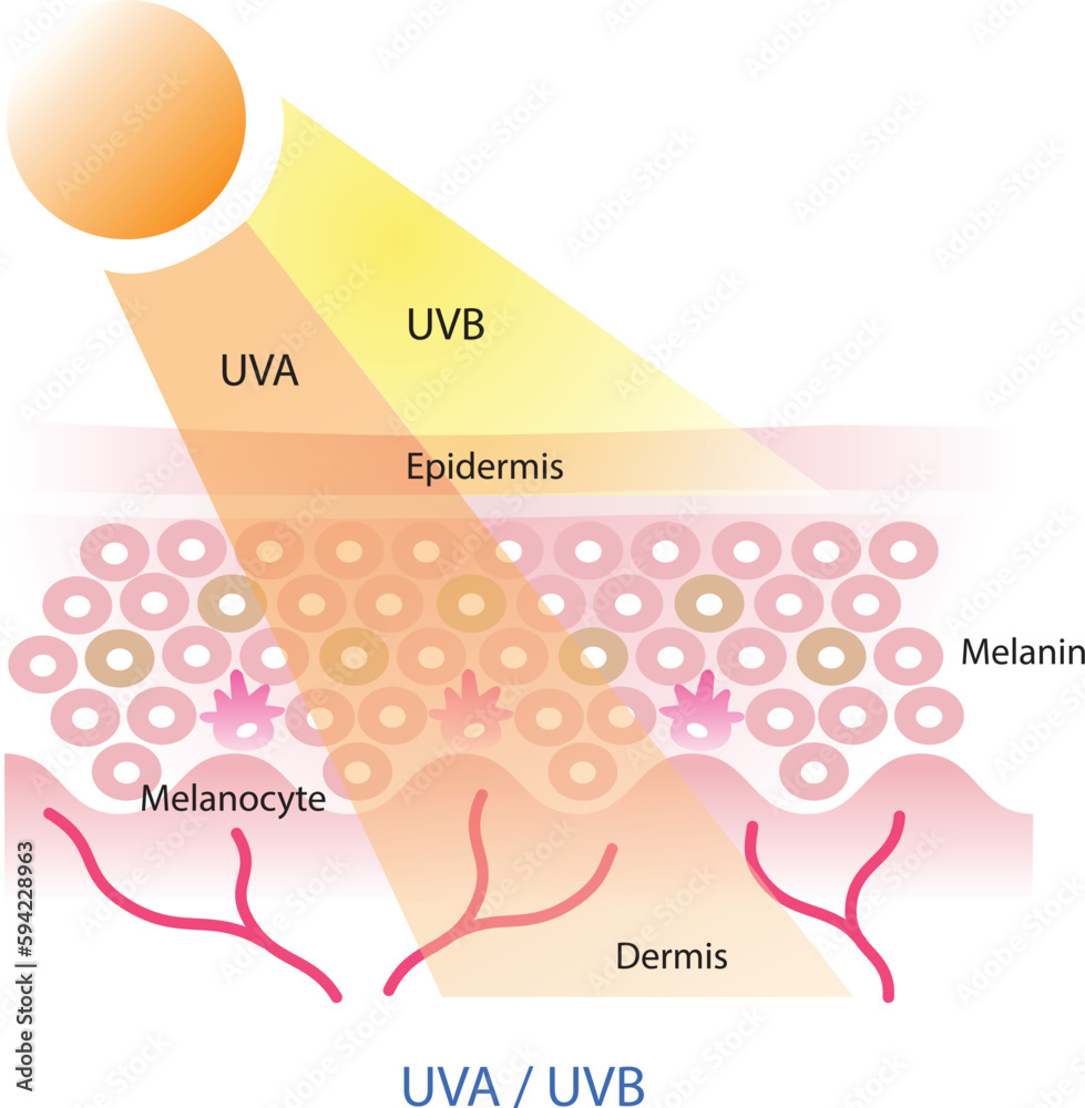 UVA and UVB radiation penetrate into the skin layer vector on white ...