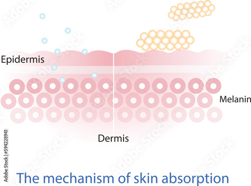 The mechanism of nutrient absorption through skin layer vector on white background.