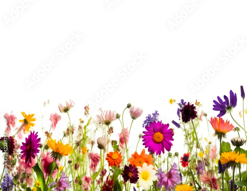 Wildflowers on a white background, ideal for banners, shallow depth of field, Illustrative Generative AI