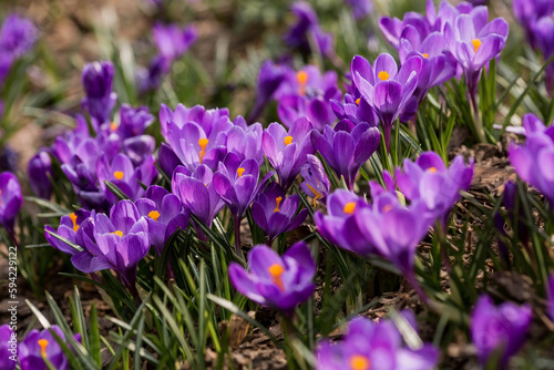 The first spring flowers. Purple crocuses (lat. Crocus) close-up in the morning sunlight.
