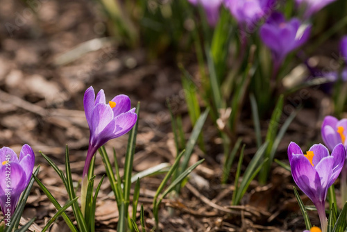 The first spring flowers. Purple crocuses (lat. Crocus) close-up in the morning sunlight.