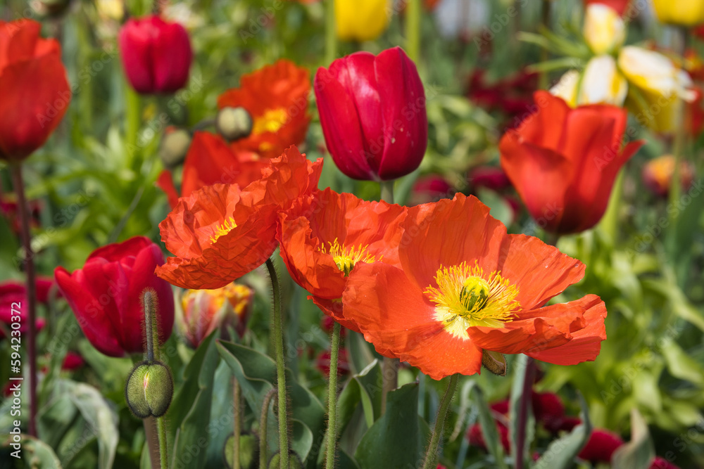 Roter Islandmohn und Tulpen