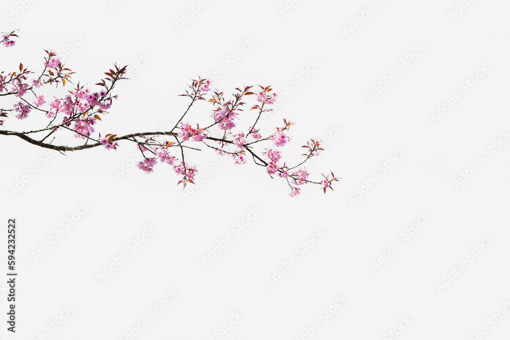 closeup of himalayan cherry blossoms, white background closeup of himalayan cherry blossoms, white background