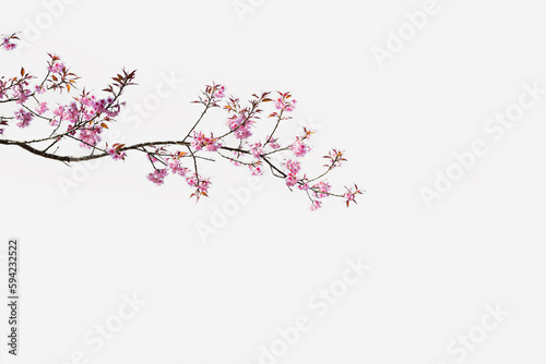 closeup of himalayan cherry blossoms, white background