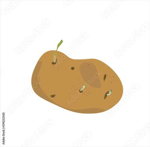 potato vector. Potato with sprouts vector illustration. Organic garbage. Flat vector isolated on white background