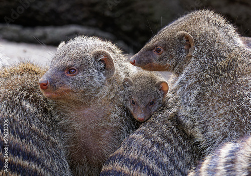 banded mongoose (Mungos mungo), family with baby