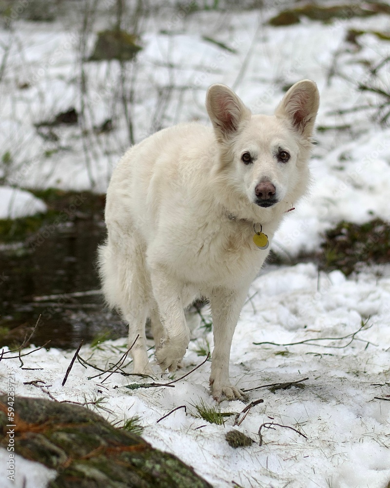 Closeup shot of a cute white dog walking around in a snowy park Closeup shot of a cute white dog walking around in a snowy park