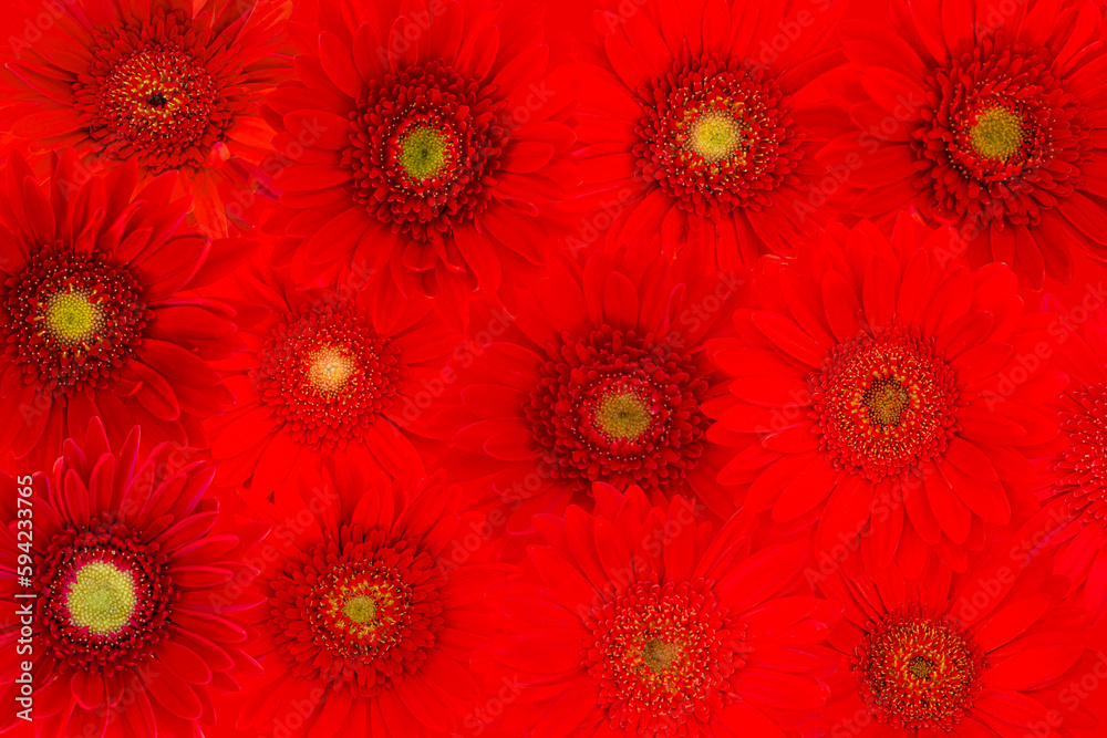 Blurred for background.Red Collection Gerbera Daisy. Blurred for background.Red Collection Gerbera Daisy.