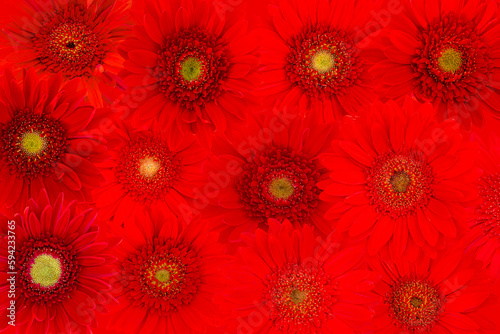 Blurred for background.Red Collection Gerbera Daisy.