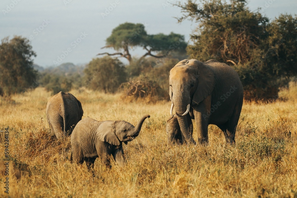 Mother elephant with a baby walking on the dry yellow field