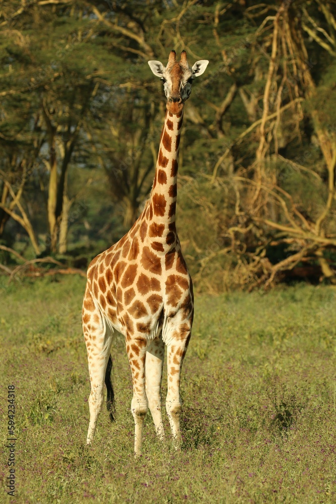 Vertical shot of a giraffe found grazing in an open field in the wild Vertical shot of a giraffe found grazing in an open field in the wild