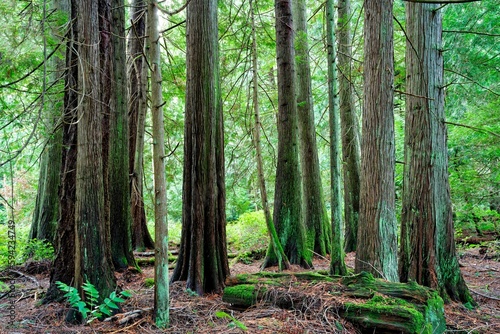 Lush green jungle trees and plants in the park on Salt Spring Island, BC Canada © David Hutchison/Wirestock Creators