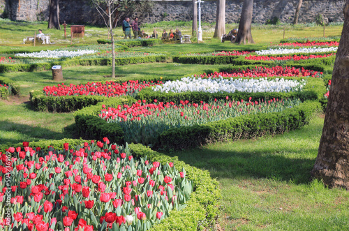 Tulips in Gulhane Park in Istanbul