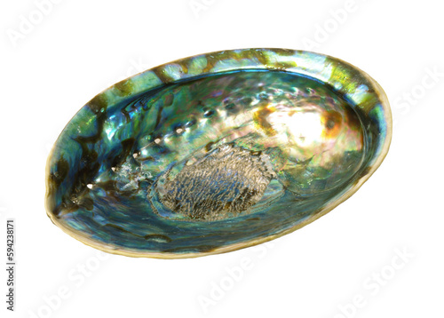Mother-of-pearl sea shell isolated