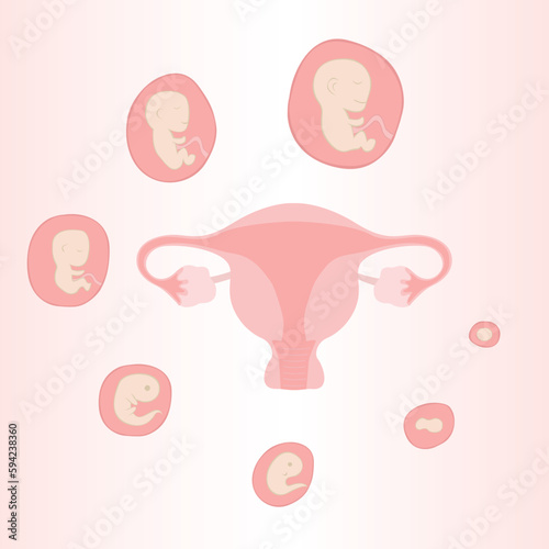 Uterus with embryos and baby in weeks vector illustration