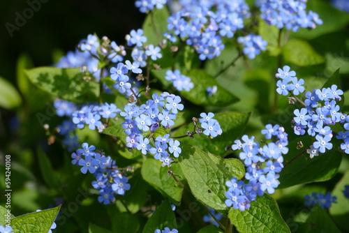 Foto Vergissmeinnichtpflanze üppig blühend, teilweise als Makro