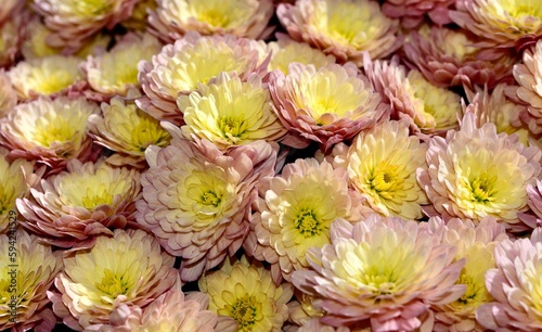 Closeup shot of China asters blossoming in the garden photo