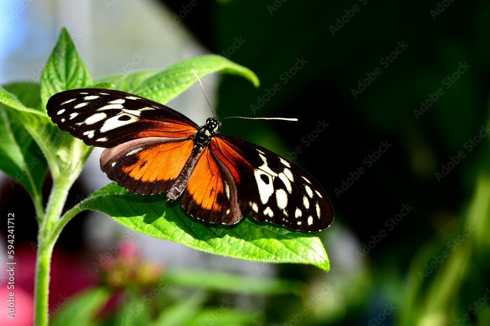 Closeup of Golden Longwing butterfly on green leaf against blur background Closeup of Golden Longwing butterfly on green leaf against blur background