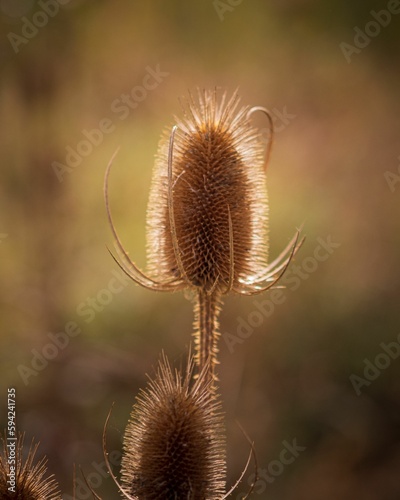 Closeup of a dry thistle in the field