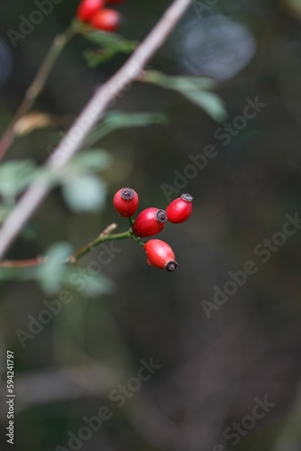 some red berries on a tree branch with lots of leaves