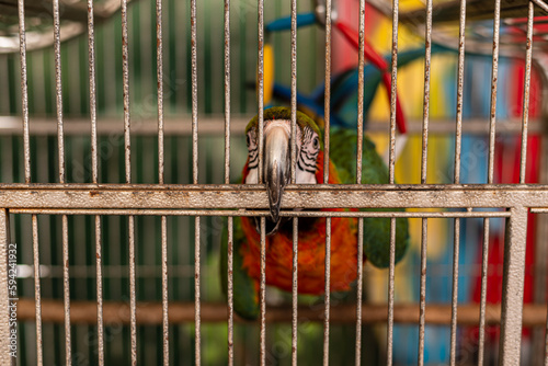 Multi-colored macaw parrot with a huge beak in an iron cage