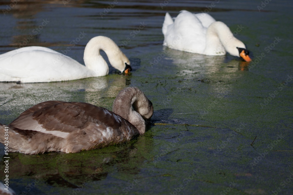 Fototapeta premium a group of swans swimming on top of a pond filled with water