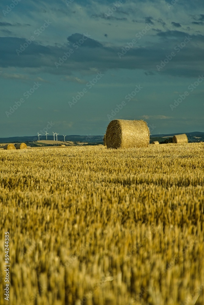 Fototapeta premium round hay bales in the field