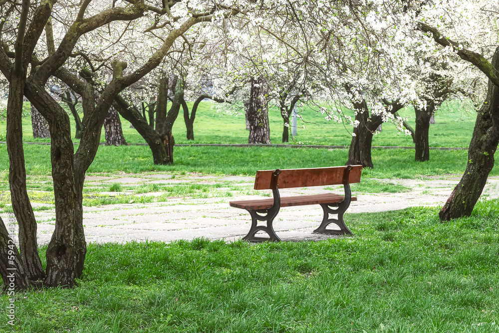 A bench in a spring park. Spring flowering trees and green grass around. Urban landscape