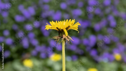 A yellow dandelion flower grows and unfolds against a blurry background of nature, timelapse, close-up.