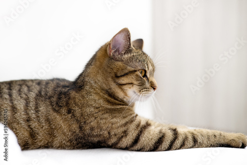 tabby cat is relaxing lies lying on bed sofa in living room.domestic pet cat with playful muzzle close up portrait.home house bedroom interior,female animal body with gray brown stripes © Alexandra