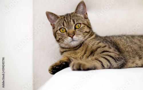 tabby cat is relaxing lies lying on bed sofa in living room.domestic pet cat with playful muzzle close up portrait.home house bedroom interior,female animal body with gray brown stripes