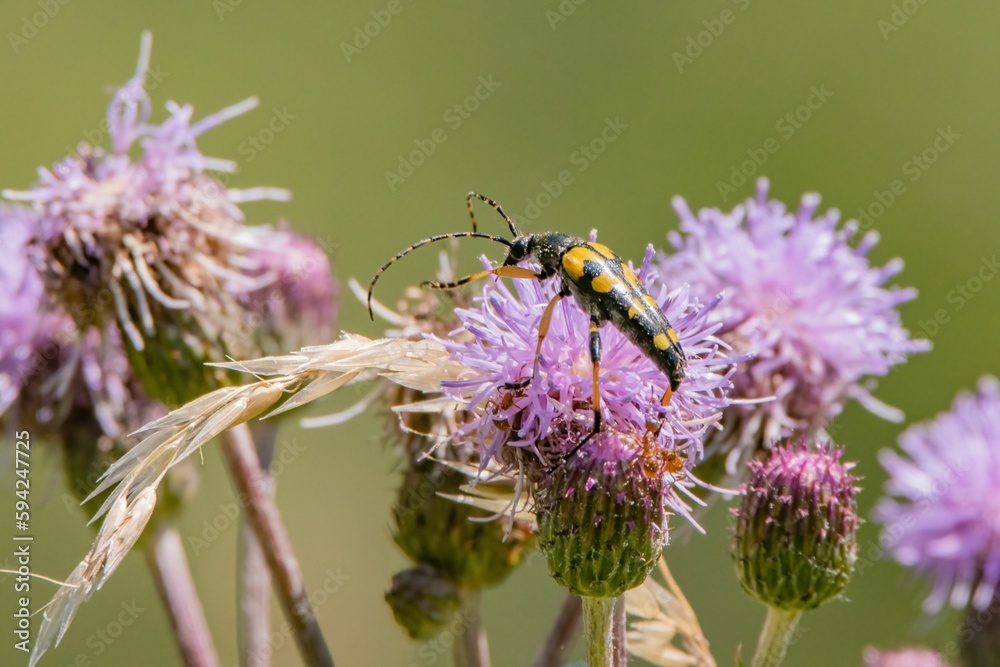 Close-up of a longhorn beetles on a giant knapweed in the sunshine Close-up of a longhorn beetles on a giant knapweed in the sunshine