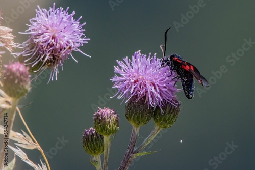 Vibrant red zygaena ephialtes moth perched delicately on a giant knapweed in the sunshine photo