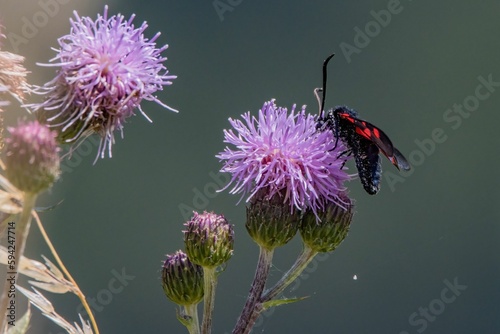 Vibrant red zygaena ephialtes moth perched delicately on a giant knapweed in the sunshine