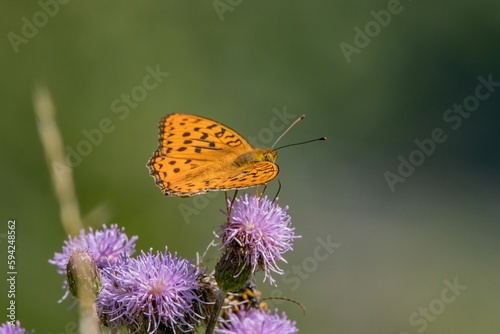 Queen of Spain fritillary butterfly perched on a giant knapweed with a lush green backdrop photo