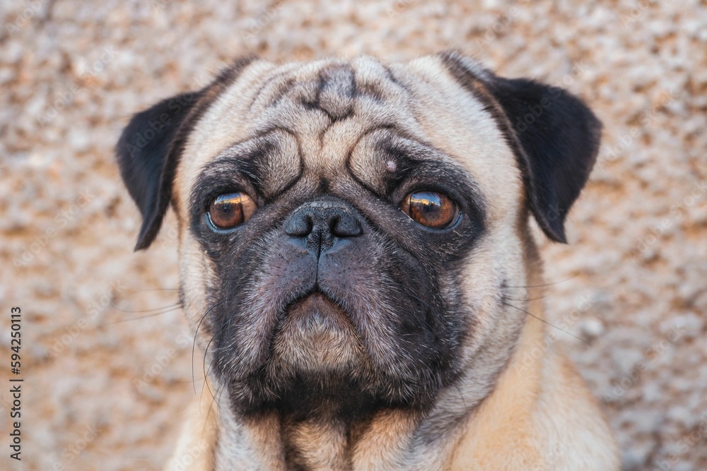 Portrait of a single white and black Pug dog breed in outside.