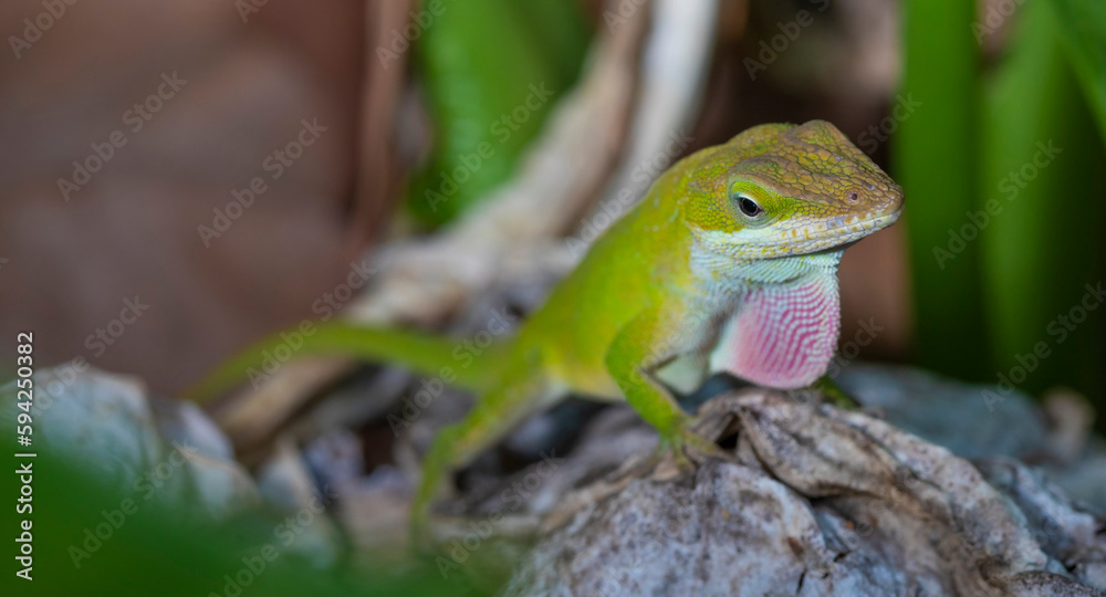 Fototapeta premium Wild gecko signaling for a mate