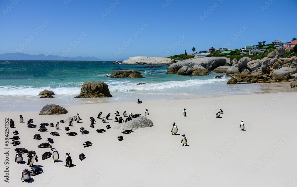 Naklejka premium Group of penguins leisurely walking along the beach next to a rocky shoreline