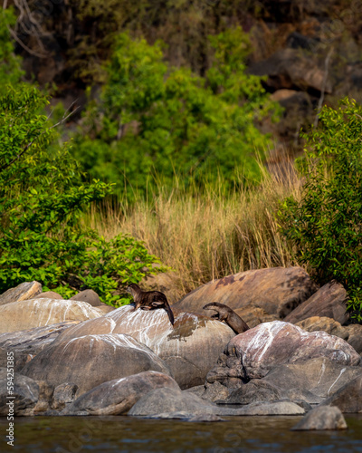 Smooth coated otter or Lutrogale perspicillata a vulnerable animal species of Mustelidae family pair playful on big rocks near river shore in natural scenic green background at forest of central india photo