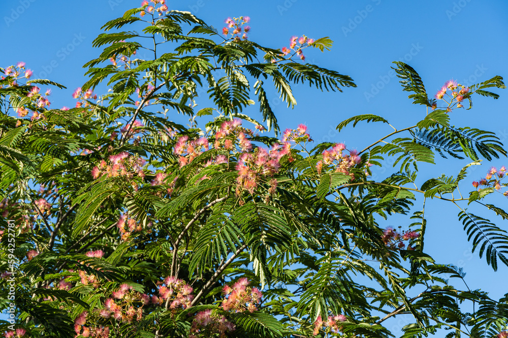 Japanese acacia or pink silk tree of Fabaceae family. Pink fluffy flowers on branch of Persian silk tree (Albizia julibrissin) against blurred background of greenery and blue summer sky. .