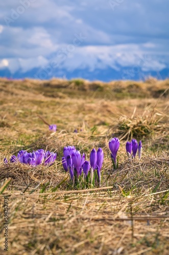 Beautiful purple flowers in spring mountain scenery. Cute crocuses on a mountain glade on the Turbacz peak in the Polish mountains. Photo with a shallow depth of field with a blurred background.