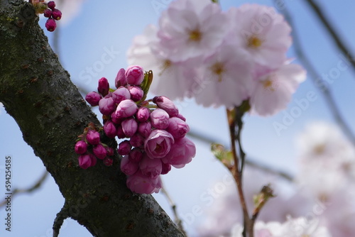 Knospen der Japanische Blütenkirsche teilweise geöffnet, im Hintergrund unscharf voll aufgeblühte Exemplare photo